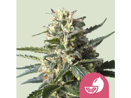 Royal Queen Seeds Lemon Shining Silver Haze, feminized (Balení 10 ks)