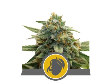 Royal Queen Seeds Mango Crunch, regular (Balení 10 ks)