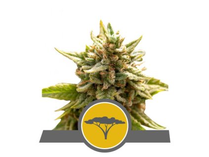 Royal Queen Seeds Marula Fruit, regular (Balení 10 ks)