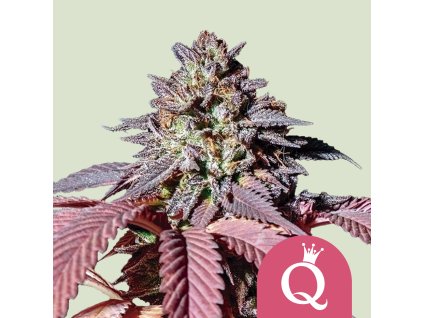 76545 royal queen seeds purple queen feminizovana