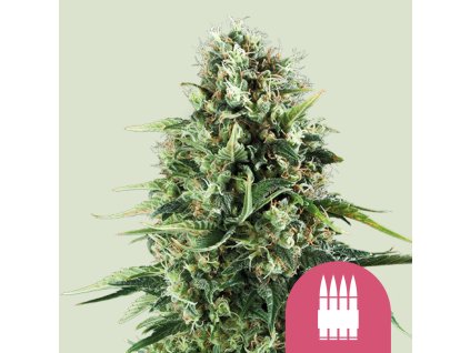 76566 royal queen seeds royal ak feminized