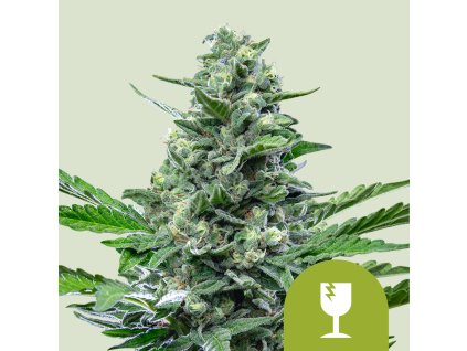 76572 royal queen seeds royal critical automatic feminized autoflowering
