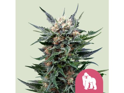 76584 royal queen seeds royal gorilla feminized