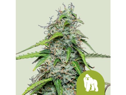 76587 royal queen seeds royal gorilla auto feminized autoflowering
