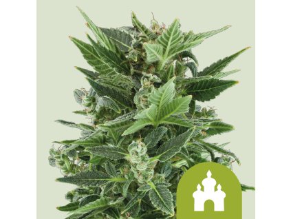 Royal Queen Seeds Royal Kush Automatic, feminized autoflowering (Balení 10 ks)