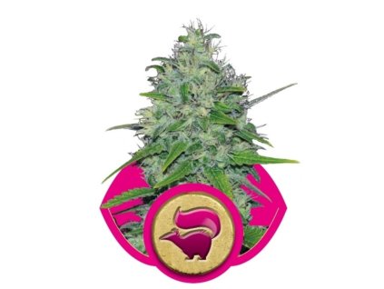 76611 royal queen seeds skunk 1 feminizovana