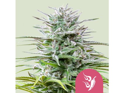 76614 royal queen seeds speedy chile feminized fast