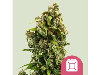 Royal Queen Seeds Sour Diesel, feminized (Balení 10 ks)