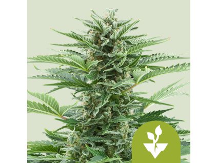 Royal Queen Seeds Easy Bud feminizovaná autoflowering (Balení 10 ks)