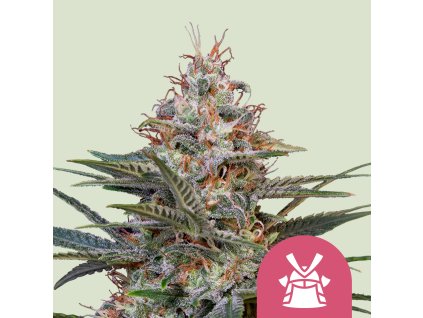Royal Queen Seeds Shogun, feminized (Balení 10 ks)