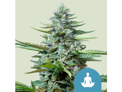 76632 royal queen seeds stress killer cbd automatic feminized autoflowering