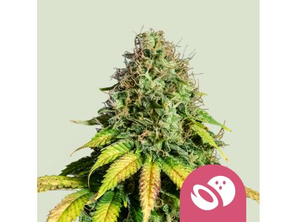 Royal Queen Seeds Somango XL, feminized (Balení 10 ks)