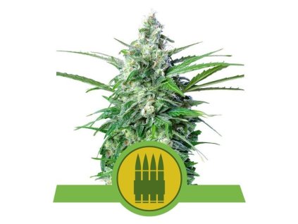 76644 royal queen seeds royal automatic feminizovana autoflowering