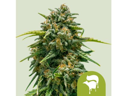 Royal Queen Seeds Sweet Skunk Automatic, feminized autoflowering (Balení 10 ks)