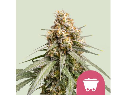 76650 royal queen seeds shining silver haze feminized