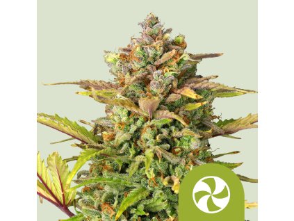 76659 royal queen seeds sweet zz automatic feminized autoflowering