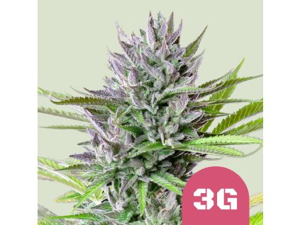76662 royal queen seeds triple g feminized