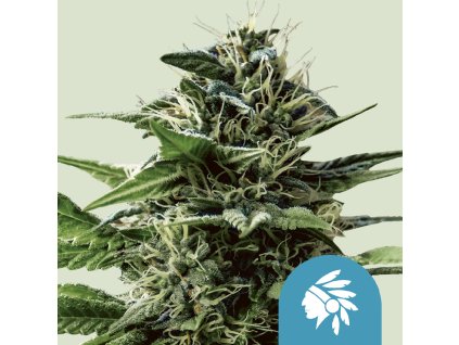76665 royal queen seeds tatanka pure cbd feminized