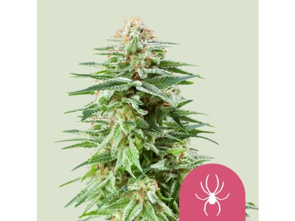 76671 royal queen seeds white widow feminized