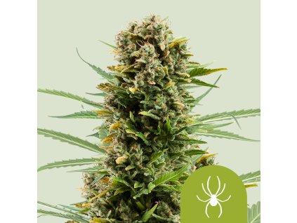 76674 royal queen seeds white widow automatic feminized autoflowering