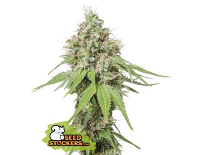 76686 seedstockers ak420 feminized