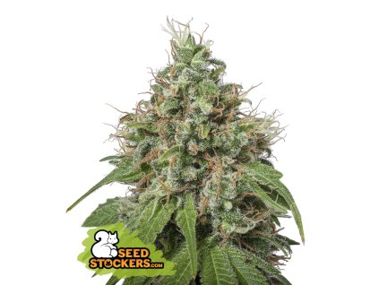76698 seedstockers amnesia feminized