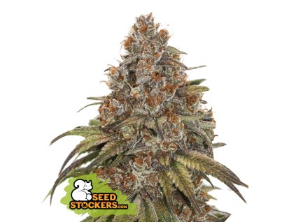 76716 seedstockers blackberry gum auto feminized autoflowering