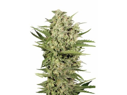 76737 seedstockers cheese feminized