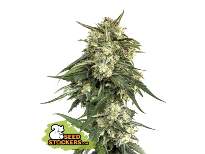 76752 seedstockers bcn critical xxl fast feminized fast