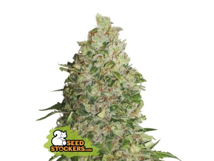 76758 seedstockers bcn critical xxl feminized