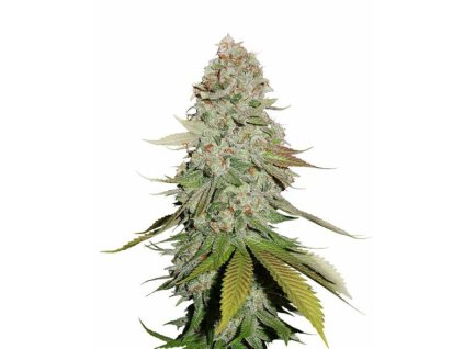 76764 seedstockers fruit cake auto feminized autoflowering