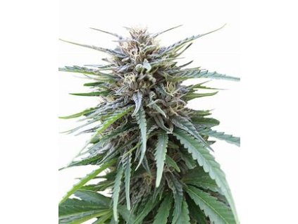 76767 seedstockers frizzy kush feminized