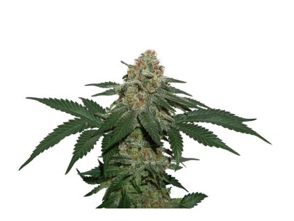 76773 seedstockers grandaddy confidential kush feminized