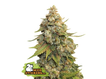 76782 seedstockers golden lemon haze feminized