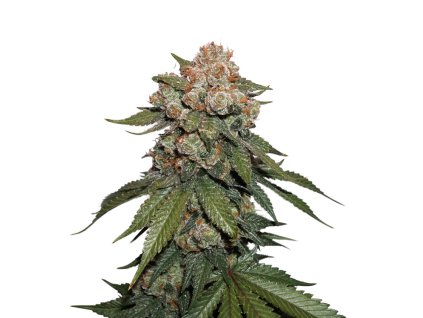 76788 seedstockers maple sherbet x pre 89 skunk feminized