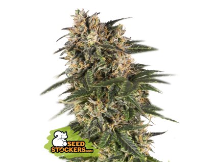 76800 seedstockers northern lights auto feminized autoflowering