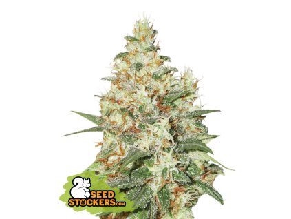 Seedstockers O.G Kush Auto, feminized autoflowering (Balení 1 ks)