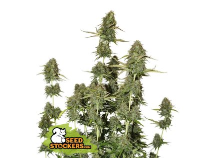 76836 seedstockers bcn power plant auto feminized autoflowering
