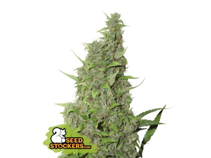 76839 seedstockers bcn power plant feminized