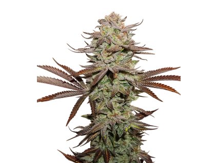 76869 seedstockers sticky fingers feminized