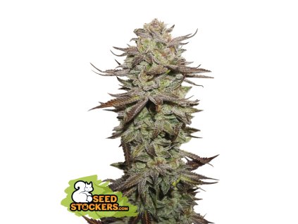 Seedstockers Sticky Fingers Auto, feminized autoflowering (Balení 1 ks)