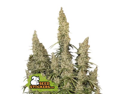 Seedstockers White Widow Auto, feminized autoflowering (Balení 1 ks)