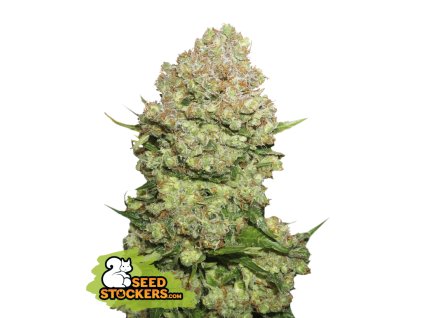 Seedstockers White Widow, feminized (Balení 1 ks)