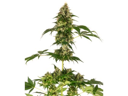 Sensi Seeds Sensi #11 (Blueberry x Afghani x Silver Haze), feminized (Balení 10 ks)