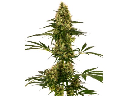 Sensi Seeds Sensi #119 (Blueberry x Skunk #1 Auto), feminized autoflowering (Balení 10 ks)