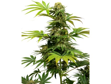 76899 sensi seeds sensi 1318 harlequin x black domina feminized