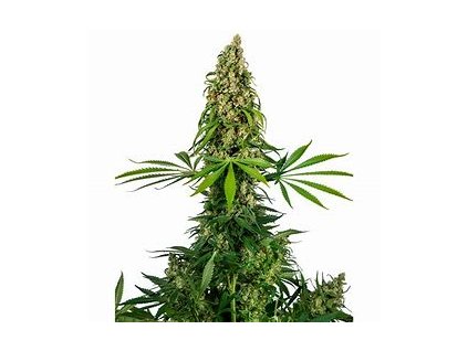 76902 sensi seeds sensi 140 chocolope x hindu kush feminized