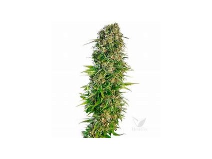 76905 sensi seeds sensi 219 kush x hindu kush auto feminized autoflowering