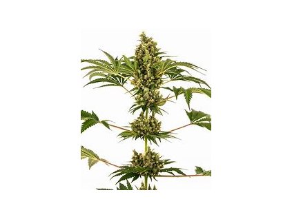 76911 sensi seeds sensi 34 cbd sensi auto cbd feminized autoflowering