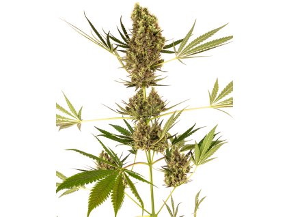 76914 sensi seeds sensi 41 cbd swiss dream x skunk 1 auto feminized autoflowering